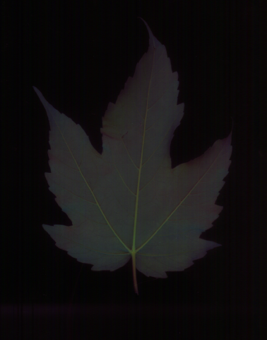 leaf series #1 1995